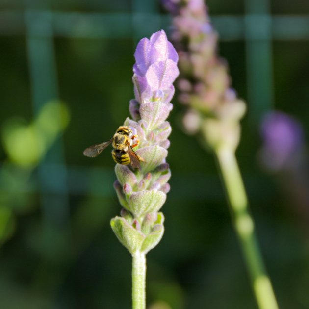Bee on Lavender 